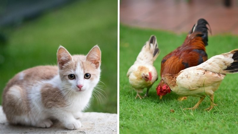 Cặp Mão và Dậu người thích yên tĩnh, nhường nhịn và người chú ý tiểu tiết, thích phê bình.