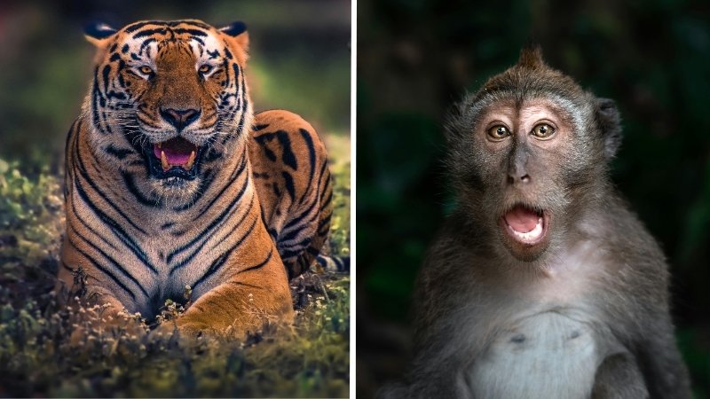 Cặp Dần và Thân đấu tranh quyền lực giữa người muốn kiểm soát và người không thích phục tùng