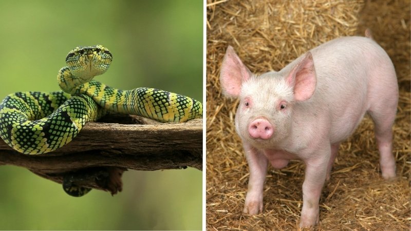 Cặp Tỵ và Hợi người đa nghi, sâu sắc và người đơn giản, dễ tin người