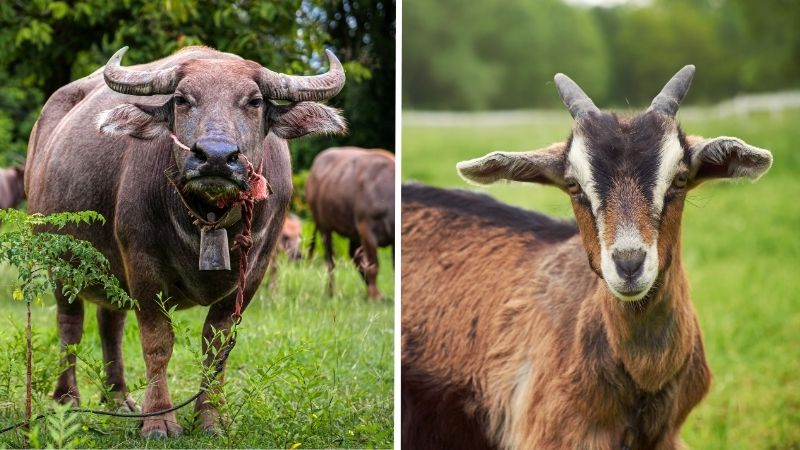 Cặp Sửu và Mùi mâu thuẫn giữa sự nguyên tắc, bảo thủ và nhạy cảm, mơ mộng
