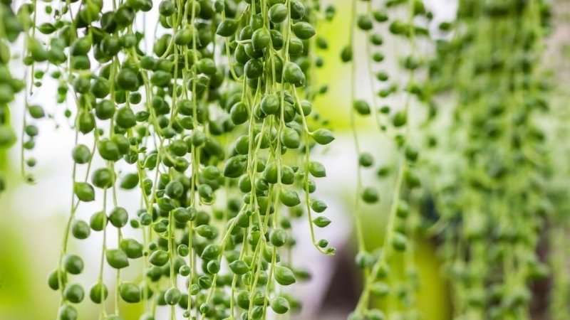 Cây chuỗi ngọc trai Cây chuỗi ngọc trai