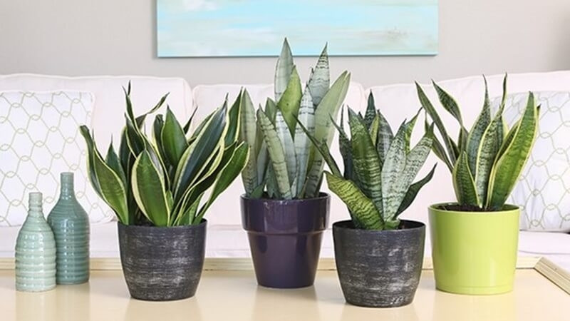 Cây lưỡi hổ Cây lưỡi hổ