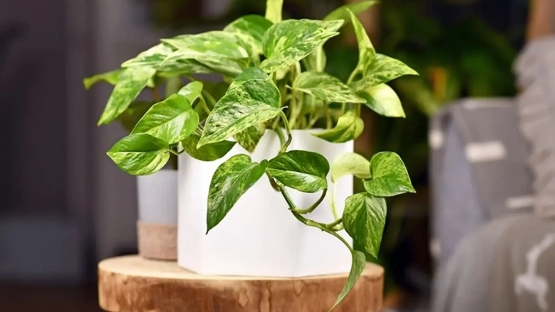 Cây trầu bà Cây trầu bà