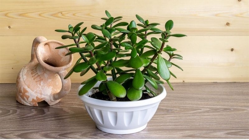 Cây ngọc bích Cây ngọc bích