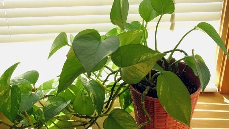 Trầu bà lá tim Trầu bà lá tim