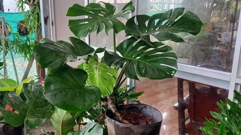 Trầu bà lá xẻ Trầu bà lá xẻ