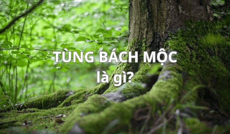 Tùng Bách Mộc sinh năm nào? Giải mã vận mệnh Tùng Bách Mộc