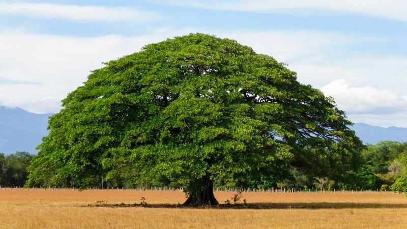 Tùng Bách Mộc khắc màu gì? Tùng Bách Mộc khắc màu gì?