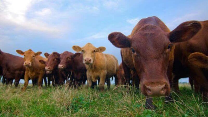 Lợi ích của thịt bò ăn cỏ có thể cải thiện được đất nông nghiệp và nguồn nước, làm giảm lượng khí thải carbon
