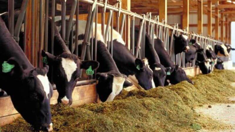 Hình ảnh giữa miếng thịt bò ăn cỏ và thịt bò ăn ngũ cốc