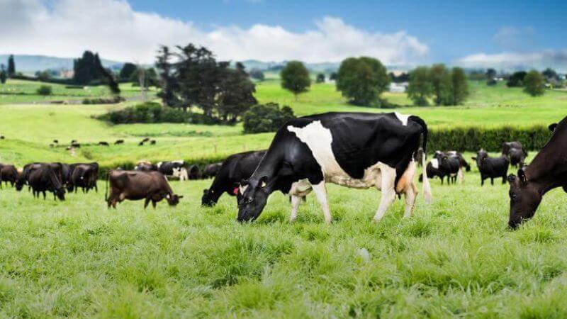 Bò ăn cỏ tự nhiên được thả trên cánh đồng