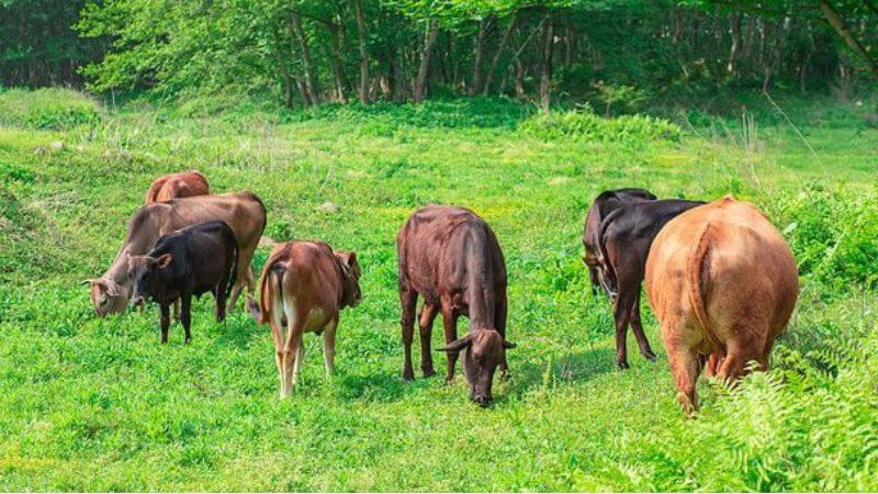 Tuy nhiên các chuyên gia nhấn mạnh chưa có đủ nghiên cứu để chứng minh thịt bò ăn cỏ tốt hơn hoàn toàn