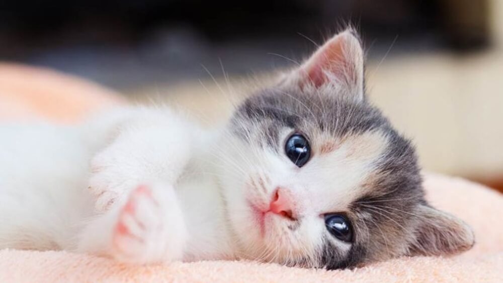 Tuổi Mão hợp với tuổi nào Tuổi Mão hợp với tuổi nào