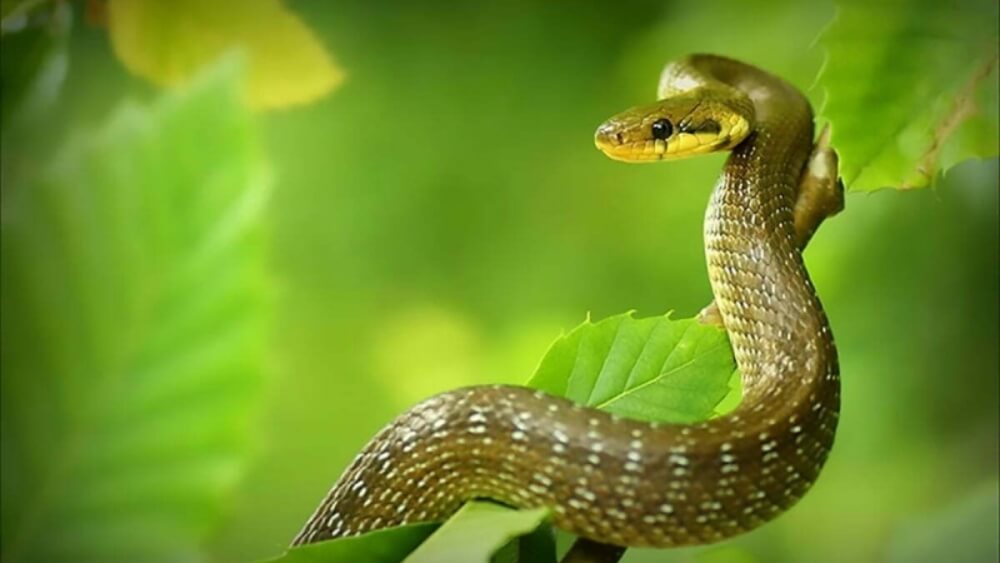 Tuổi Tỵ hợp với tuổi nào? Tuổi Tỵ hợp với tuổi nào?