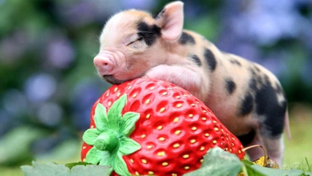 Tuổi Hợi hợp với tuổi nào Tuổi Hợi hợp với tuổi nào