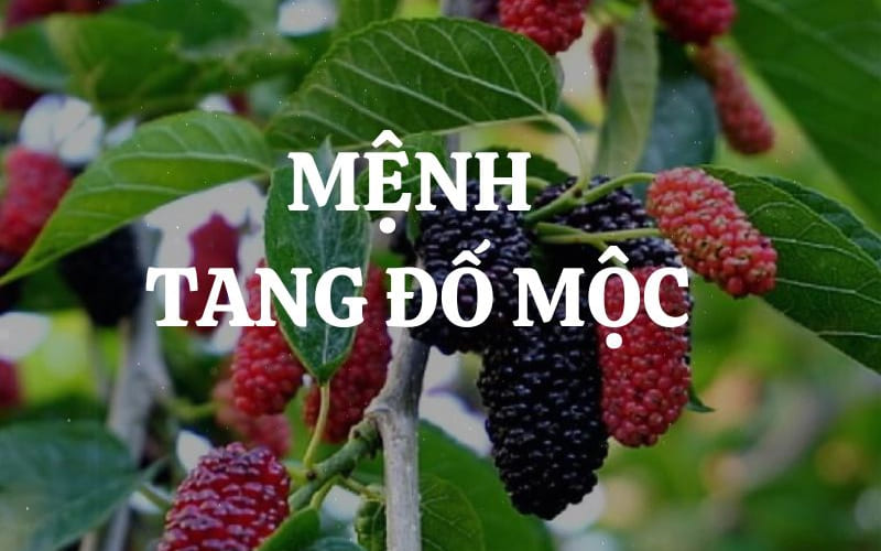Cuộc gặp gỡ giữa Đại Khê Thủy và Tang Đố Mộc mang đến cát lợi và phát triển. Cuộc gặp gỡ giữa Đại Khê Thủy và Tang Đố Mộc mang đến cát lợi và phát triển.