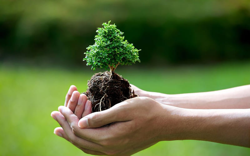 Cách hóa giải xung khắc với mệnh không hợp Đại Lâm Mộc Cách hóa giải xung khắc với mệnh không hợp Đại Lâm Mộc