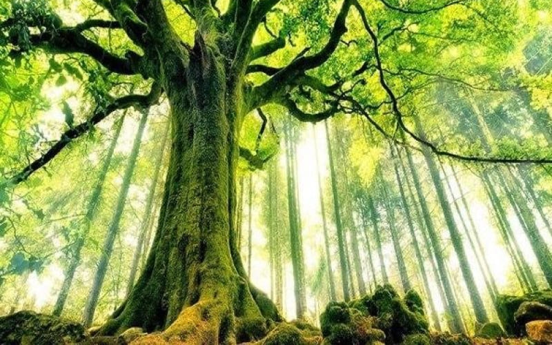 Mệnh Đại Lâm Mộc nghĩa là gì? Mệnh Đại Lâm Mộc nghĩa là gì?
