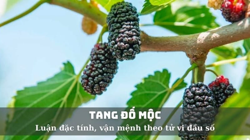 Tang Đố Mộc khắc mệnh gì? Tang Đố Mộc khắc mệnh gì?