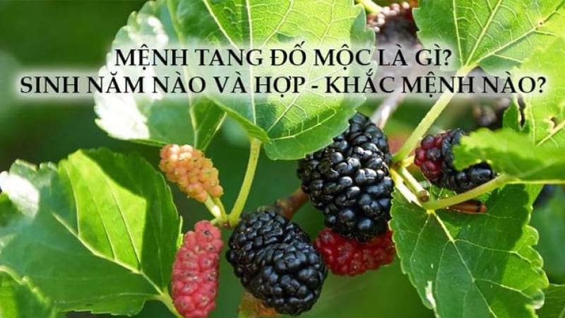 Tang Đố Mộc hợp mệnh gì? Tang Đố Mộc hợp mệnh gì?