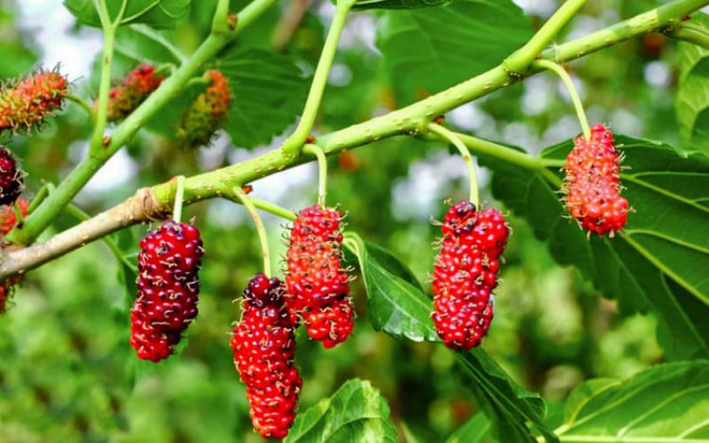 Cách hóa giải khi Tang Đố Mộc khắc mệnh Cách hóa giải khi Tang Đố Mộc khắc mệnh