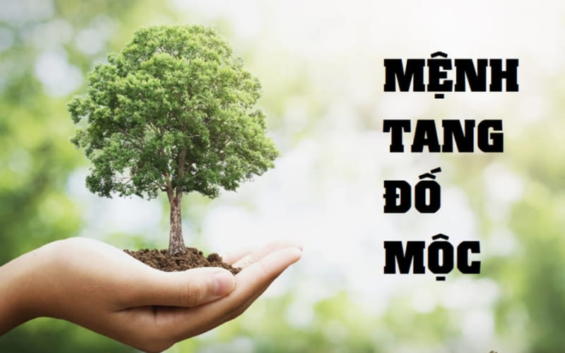 Hành Mộc có 6 nạp âm, và Tang Đố Mộc nổi bật với nét đặc trưng riêng Hành Mộc có 6 nạp âm, và Tang Đố Mộc nổi bật với nét đặc trưng riêng