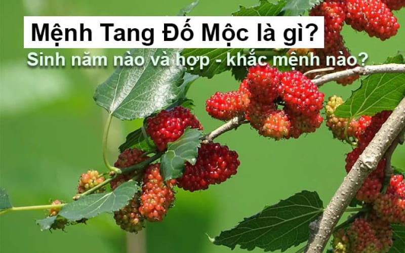 Tang Đố Mộc sinh năm nào? Tang Đố Mộc sinh năm nào?