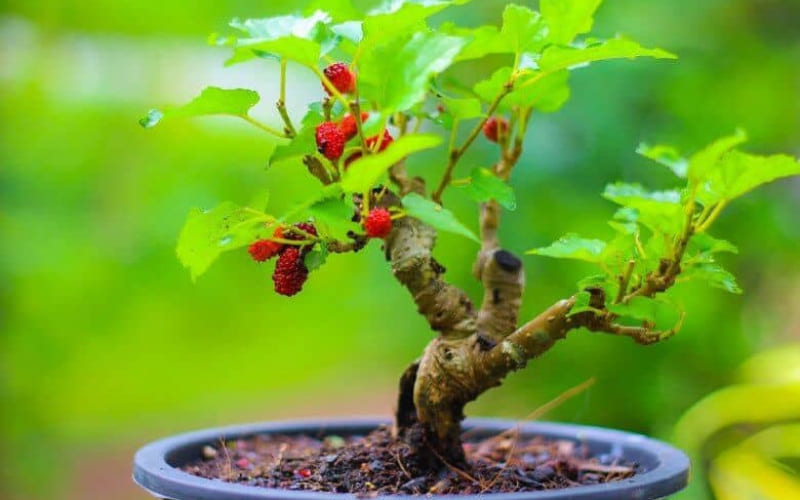Người mệnh Tang Đố Mộc hợp hướng nào? Người mệnh Tang Đố Mộc hợp hướng nào?