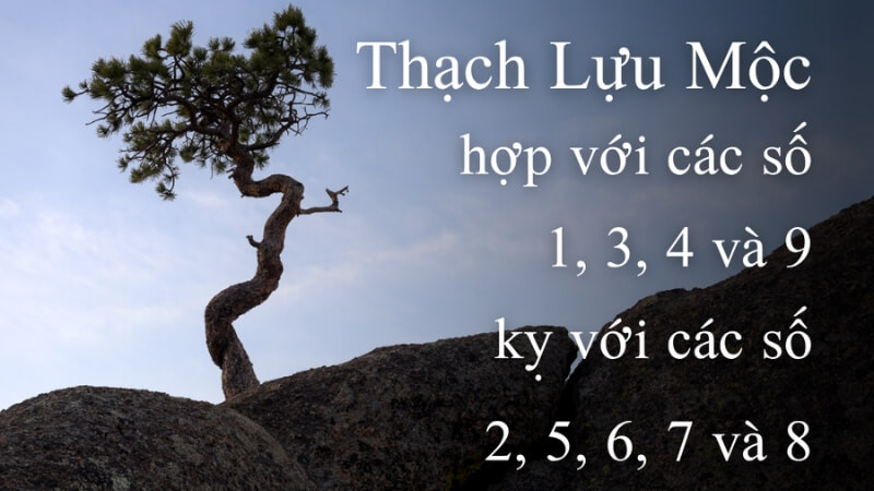 Mệnh Thạch Lựu Mộc hợp số mấy? Mệnh Thạch Lựu Mộc hợp số mấy?
