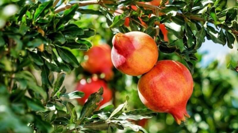 Người mệnh Thạch Lựu Mộc hợp hướng nào? Người mệnh Thạch Lựu Mộc hợp hướng nào?