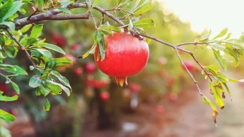 Cách hóa giải khi Thạch Lựu Mộc khắc mệnh Cách hóa giải khi Thạch Lựu Mộc khắc mệnh
