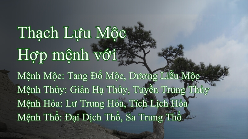 Thạch Lựu Mộc hợp mệnh gì? Thạch Lựu Mộc hợp mệnh gì?