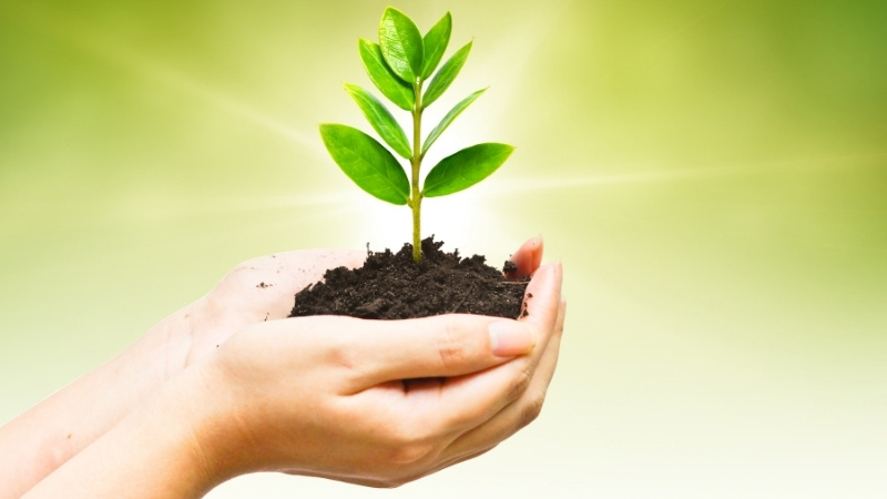 Cách hóa giải khi Thiên Thượng Hỏa khắc mệnh là sử dụng yếu tố Mộc