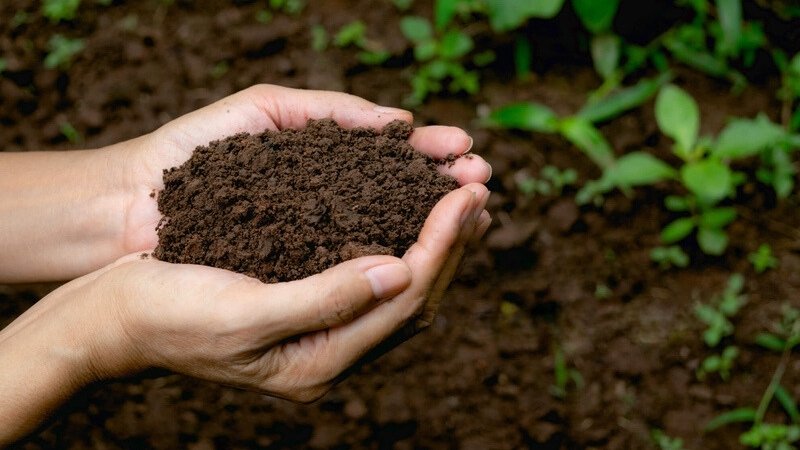Mệnh Lộ Bàng Thổ hợp và kỵ màu nào? Mệnh Lộ Bàng Thổ hợp và kỵ màu nào?
