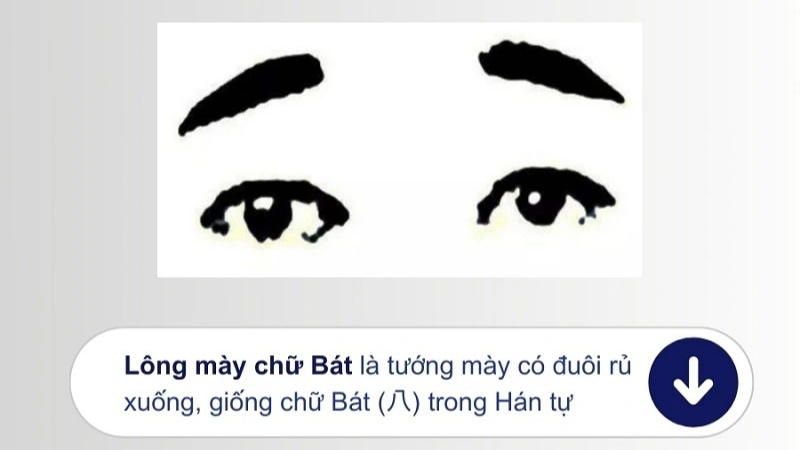 Đặc điểm lông mày chữ bát là gì? Đặc điểm lông mày chữ bát là gì?