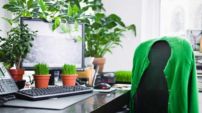 Cây xanh để bàn Cây xanh để bàn