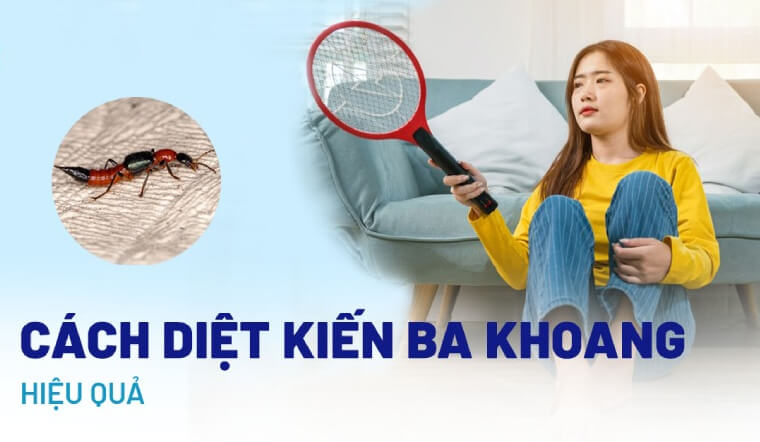 Cách diệt kiến ba khoang tận gốc và xử lý khi bị đốt