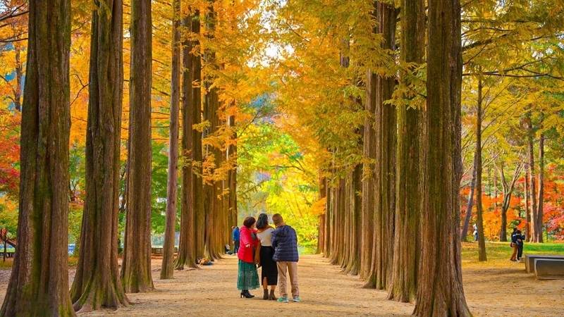 Đảo Nami ở tỉnh Gangwon Đảo Nami ở tỉnh Gangwon