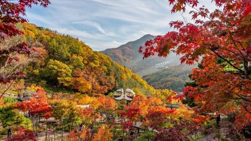 Rừng bạch quả Hongcheon nằm ở tỉnh Gangwon Rừng bạch quả Hongcheon nằm ở tỉnh Gangwon