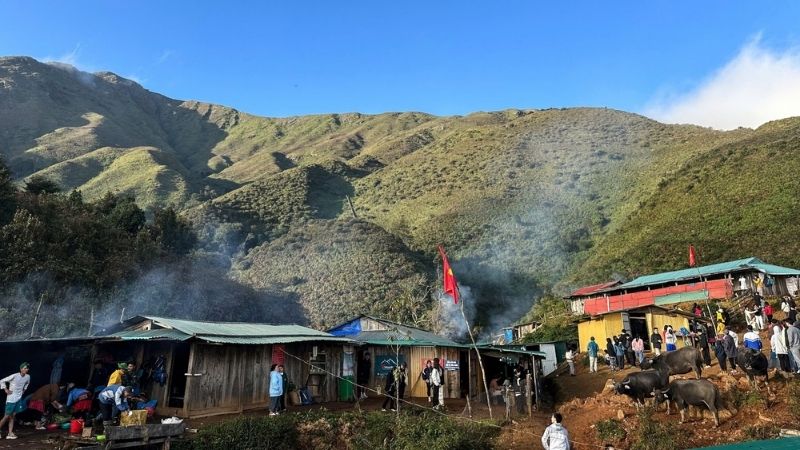 Hoa Chi Pâu tím mộng mơ