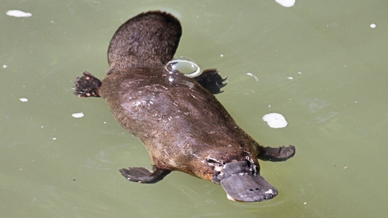 Thú mỏ vịt sở hữu vẻ ngoài độc đáo