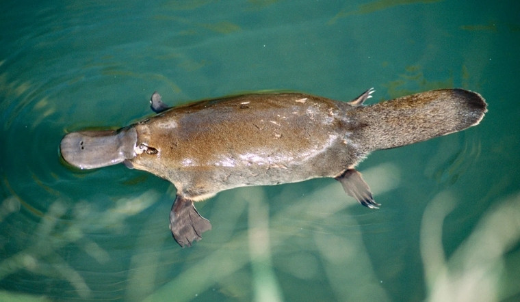 Thú mỏ vịt đẻ trứng hay đẻ con? Khám phá sự thật về loài động vật kỳ lạ ở Úc