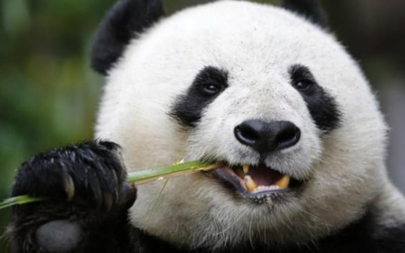 Quầng mắt đen Quầng mắt đen