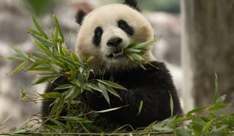 Tại sao gấu trúc có màu đen trắng? Lời giải đáp từ các nhà khoa học