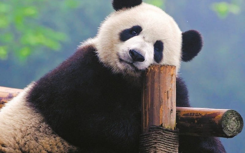 Màu đen trắng có giúp gấu trúc tránh kẻ thù không? Màu đen trắng có giúp gấu trúc tránh kẻ thù không?