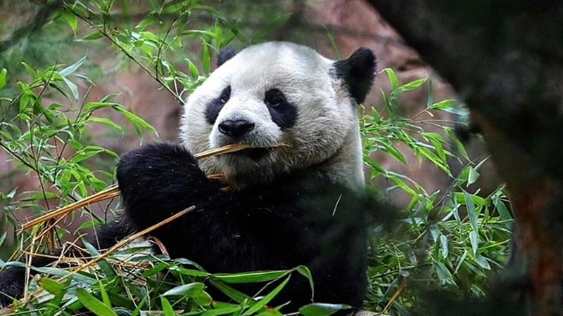 Lời giải cho hai màu đen - trắng của gấu trúc Lời giải cho hai màu đen - trắng của gấu trúc