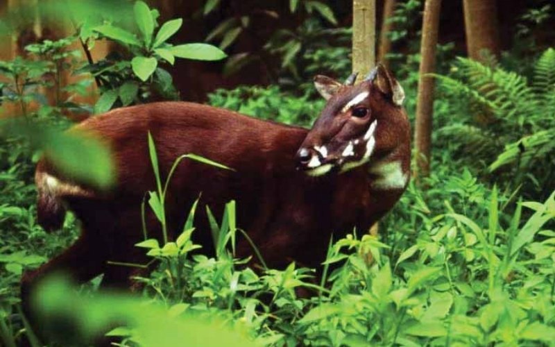 Sao la hiện cực kỳ nguy cấp, số lượng ít và bị đe dọa bởi săn bắn, mất rừng