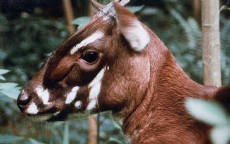 Nguy cơ tuyệt chủng của Sao la chủ yếu do mất rừng, săn bắn và số lượng cá thể quá ít