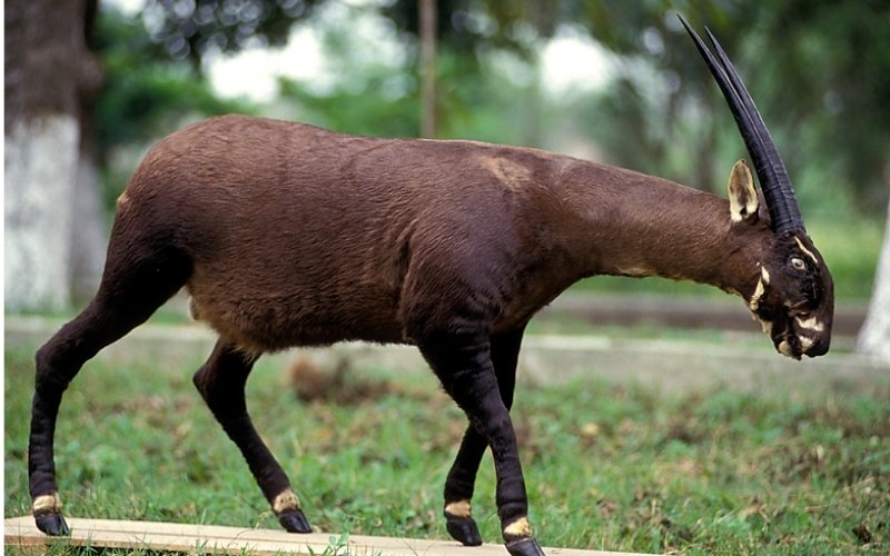 Sao la có thân hình trung bình, lông nâu sẫm với đốm trắng và cặp sừng dài mảnh