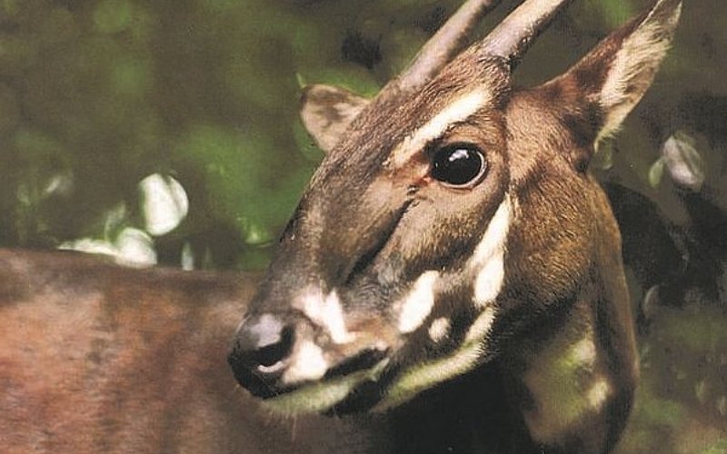 Sao la sống ẩn dật, sinh sản một con mỗi lần và di chuyển khéo léo trong rừng rậm